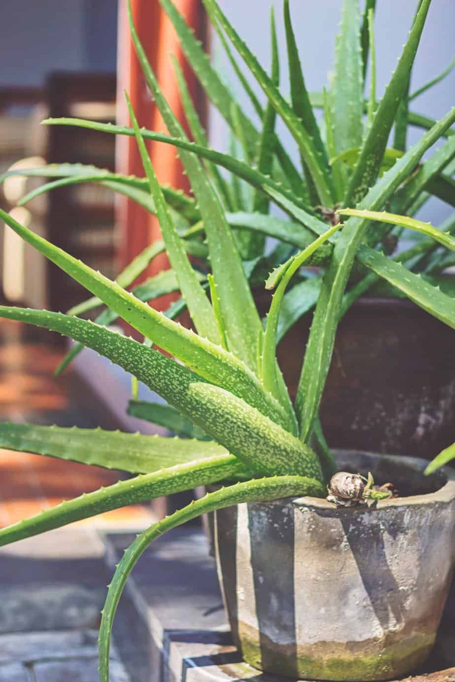 How To Grow Aloe Vera In Pots The Complete Guide Eco Living Mama